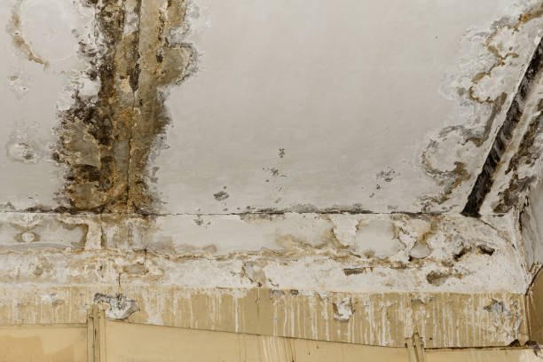 Best Forensic Mold Investigation  in Bonsall, CA
